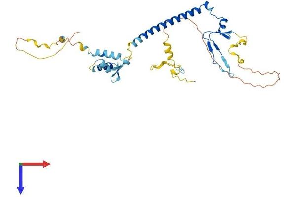 E2F5 Protein (E2F5) (AA 1-346) (His tag)