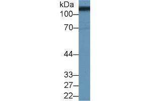 Detection of SLC3A2 in Porcine Kidney lysate using Polyclonal Antibody to Solute Carrier Family 3, Member 2 (SLC3A2) (SLC3A2 Antikörper  (AA 213-349))