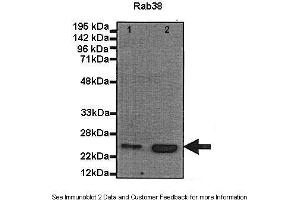 Human, Mouse (RAB38 Antikörper  (N-Term))