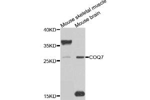 Western blot analysis of extracts of various cell lines, using COQ7 antibody (ABIN5975182) at 1/1000 dilution. (Coq7 Antikörper)