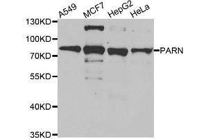 Western blot analysis of extracts of various cell lines, using PARN antibody. (PARN Antikörper)