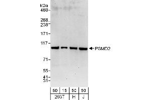 Western Blotting (WB) image for anti-Proteasome (Prosome, Macropain) 26S Subunit, Non-ATPase, 2 (PSMD2) (AA 50-100) antibody (ABIN7454976)