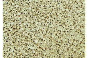 ABIN6273295 at 1/100 staining Mouse liver tissue by IHC-P. (PHF17 Antikörper  (C-Term))