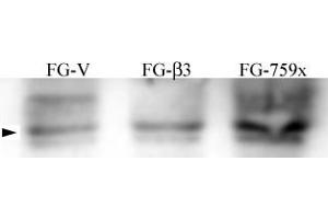 Image no. 1 for anti-Nuclear Receptor Coactivator 1 (NCOA1) (pTyr215) antibody (ABIN358229) (NCOA1 Antikörper  (pTyr215))