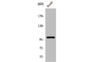 Western Blot analysis of K562 cells using GLK Polyclonal Antibody