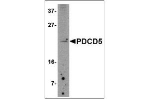 Western blot analysis of PDCD5 in Jurkat cell lysate with this product at 2. (PDCD5 Antikörper  (N-Term))