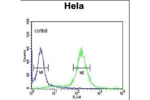 ST Antibody (N-term) (ABIN392000 and ABIN2841785) flow cytometric analysis of Hela cells (right histogram) coared to a negative control cell (left histogram). (MPST Antikörper  (N-Term))