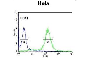 ST Antibody (N-term) (ABIN392000 and ABIN2841785) flow cytometric analysis of Hela cells (right histogram) coared to a negative control cell (left histogram).