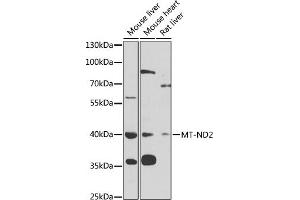 Western blot analysis of extracts of various cell lines, using MT-ND2 antibody (ABIN6135113, ABIN6144107, ABIN6144108 and ABIN6221773) at 1:1000 dilution. (MT-ND2 Antikörper  (AA 50-150))