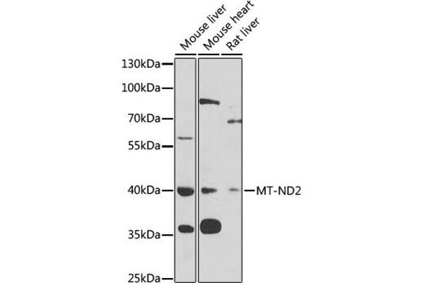 MT-ND2 Antikörper  (AA 50-150)