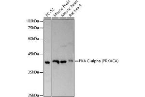 Western blot analysis of extracts of various cell lines, using PKA C-alpha (PRKACA) antibody (ABIN6134415, ABIN6146182 and ABIN7101346) at 1:500 dilution. (PRKACA Antikörper)