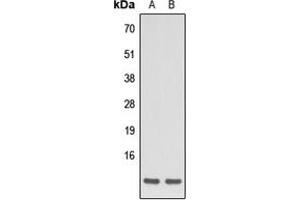 Western blot analysis of Apelin expression in HEK293T (A), HeLa (B) whole cell lysates.