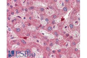 ABIN185365 (5µg/ml) staining of paraffin embedded Human Liver. (RBP1 Antikörper  (C-Term))