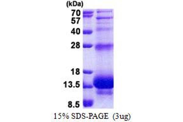PI3 Protein (AA 23-117) (His tag)