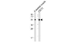 All lanes : Anti-SLC16A3 Antibody (C-term) at 1:2000 dilution Lane 1: Human skeletal muscle tissue lysate Lane 2: C2C12 whole cell lysate Lysates/proteins at 20 μg per lane.