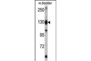 Western blot analysis of XPO1 antibody in mouse bladder tissue lysates (35ug/lane)