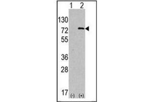 Western blot analysis using ATG7 Antibody  (1/60 dilution) in 293 cell line lysates transiently transfected with the ATG7 gene (2 µg/Lane).