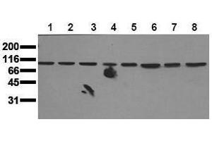 Western Blotting (WB) image for anti-Mitogen-Activated Protein Kinase 7 (MAPK7) (N-Term) antibody (ABIN126797) (MAPK7 Antikörper  (N-Term))