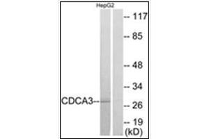 Western blot analysis of extracts from HepG2 cells, using CDCA3 Antibody . (CDCA3 Antikörper  (C-Term))