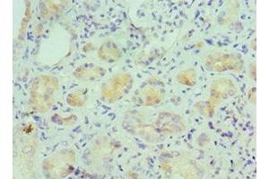 Immunohistochemistry of paraffin-embedded human kidney tissue using ABIN7156941 at dilution of 1:100 (IL-9 Antikörper  (AA 19-144))