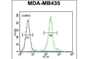 IL12B Antibody (C-term) (ABIN654420 and ABIN2844155) flow cytometric analysis of MDA-M cells (right histogram) compared to a negative control cell (left histogram). (IL12B Antikörper  (C-Term))