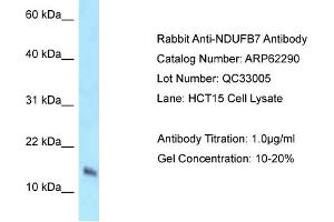 Western Blotting (WB) image for anti-NADH Dehydrogenase (Ubiquinone) 1 beta Subcomplex, 7, 18kDa (NDUFB7) (N-Term) antibody (ABIN2789101) (NDUFB7 Antikörper  (N-Term))