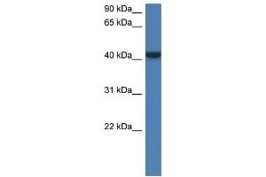 WB Suggested Anti-Fggy Antibody   Titration: 1. (FGGY Antikörper  (N-Term))