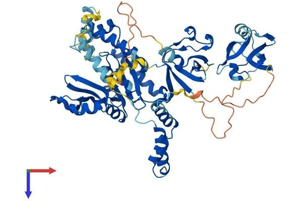 MPP6 Protein (AA 1-553) (His tag)
