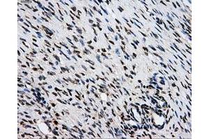 Immunohistochemical staining of paraffin-embedded Kidney tissue using anti-GRIPAP1mouse monoclonal antibody. (GRIPAP1 Antikörper)
