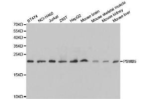 Western Blotting (WB) image for anti-Proteasome (Prosome, Macropain) Subunit, beta Type, 5 (PSMB5) (AA 1-263) antibody (ABIN3022702)