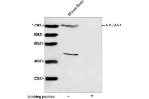 Western blot analysis of tissue lysates using NMDAR1 Antibody (ABIN399084, 1 µg/mL) The signal was developed with IRDyeTM 800 Conjugated Goat Anti-Rabbit IgG. (GRIN1/NMDAR1 Antikörper  (AA 900-950))