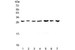 Western blot testing of human 1) HeLa, 2) placenta, 3) HepG2, 4) A549, 5) PANC-1, 6) SK-OV-3 and 7) 22RV1 lysate with 14-3-3 zeta antibody at 0. (14-3-3 zeta Antikörper)