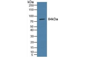 Detection of PMSA in Rat Prostate Gland Tissue using Polyclonal Antibody to Prostate-specific Membrane Antigen (PMSA) (PSMA Antikörper  (AA 274-587))
