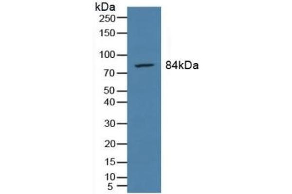 PSMA 抗体  (AA 274-587)