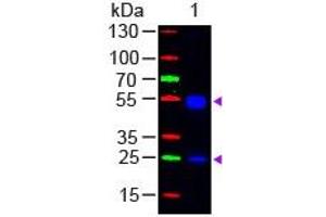 Lane 1: Rat IgG. (Ziege anti-Ratte IgG (Heavy & Light Chain) Antikörper (FITC))