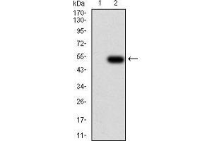 Western blot analysis using IL28A mAb against HEK293 (1) and IL28A (AA: 1-200)-hIgGFc transfected HEK293 (2) cell lysate.