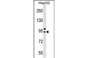 Western blot analysis in HepG2 cell line lysates (35ug/lane). (AP4B1 Antikörper  (AA 492-520))