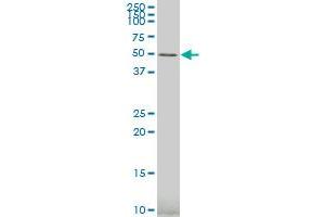 GRSF1 polyclonal antibody (A01), Lot # 060118JC01 Western Blot analysis of GRSF1 expression in 293 . (GRSF1 Antikörper  (AA 87-184))