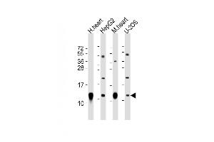 All lanes : Anti-COX6C Antibody (C-Term) at 1:2000 dilution Lane 1: human heart lysate Lane 2: HepG2 whole cell lysate Lane 3: mouse heart lysate Lane 4: U-2OS whole cell lysate Lysates/proteins at 20 μg per lane. (COX6C Antikörper  (AA 34-67))