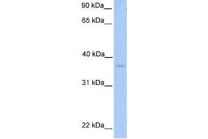Western Blotting (WB) image for anti-NIPA-Like Domain Containing 2 (NIPAL2) antibody (ABIN2459341)