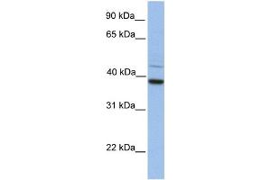 WB Suggested Anti-FKBP8 Antibody Titration:  0. (FKBP8 Antikörper  (C-Term))