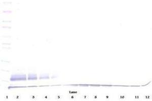 Image no. 3 for anti-Chemokine (C-C Motif) Ligand 22 (CCL22) antibody (ABIN465131) (CCL22 Antikörper)