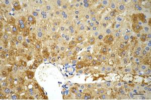 Immunohistochemistry was performed on paraffin-embedded mouse liver using vascular endothelial growth factor D antibody (ABIN7797810), 1:200).