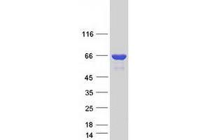 Validation with Western Blot (NCF2 Protein (Transcript Variant 2) (Myc-DYKDDDDK Tag))