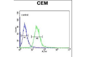 Flow cytometric analysis of CEM cells (right histogram) compared to a negative control cell (left histogram). (EDIL3 Antikörper  (AA 337-365))