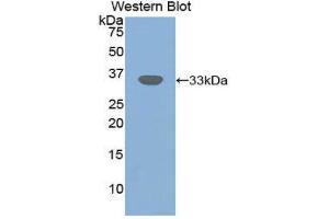 Western Blotting (WB) image for anti-Transforming Growth Factor, beta Receptor III (TGFBR3) (AA 210-465) antibody (ABIN1860735) (TGFBR3 Antikörper  (AA 210-465))