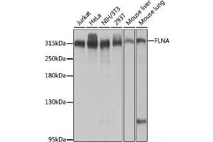 Western blot analysis of extracts of various cell lines using FLNA Polyclonal Antibody at dilution of 1:1000. (Filamin A Antikörper)
