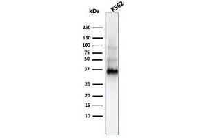 Western Blot of K562 Cell Lysate using Galeactin-13 MAb (PP13/1161). (LGALS13 Antikörper  (AA 23-134))