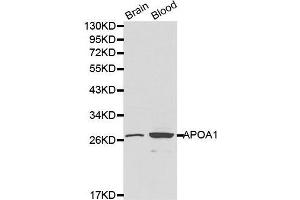 Western Blotting (WB) image for anti-Apolipoprotein A-I (APOA1) (AA 20-267) antibody (ABIN3021495) (APOA1 Antikörper  (AA 20-267))