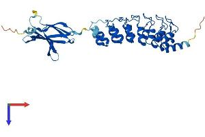 FANK1 Protein (AA 1-344) (His tag)